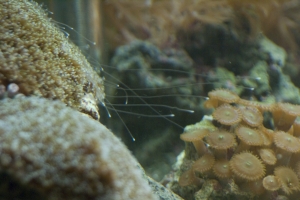galaxia coral attacking