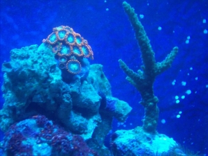 Green Acro & Fireball Zoas