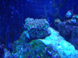 green favia