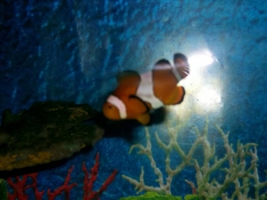 Nemo2