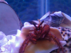 Mr Crabs