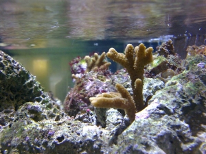 Montipora Digitata