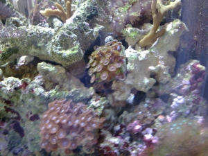 More Zoas