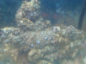 petco zoa rock