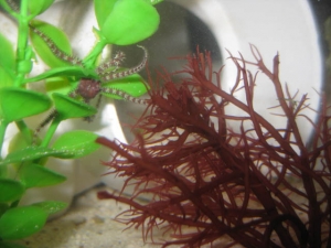 tan and red brittle star with six legs