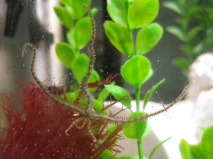 tan and red brittle star with six legs, regenerating