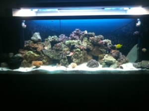 135 Reefer
