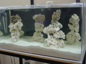 New Tank Aquascape