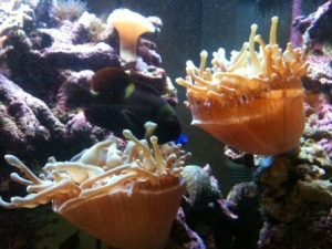 anemone split