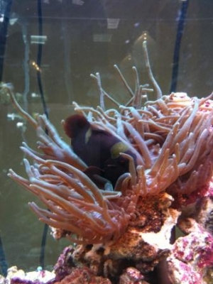 anemone split