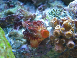 local species also in my 46 gallon