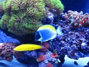 PB Tang and Canary Wrasse