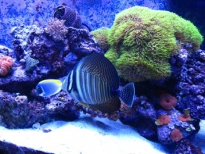 Two Tangs