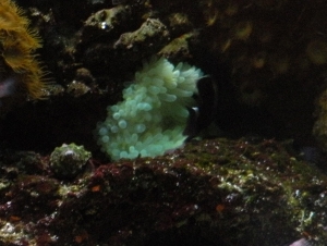 Green BTA