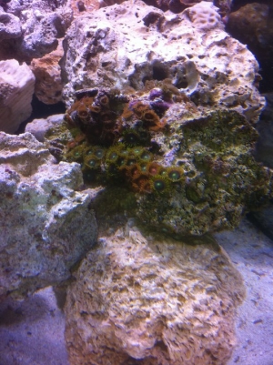 Colorful Polyps