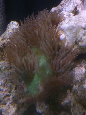 My Green Elegance Coral