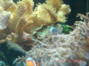 bluegreen chromis