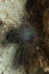 what is this?? it doesnt really look like aiptasia?? coral??