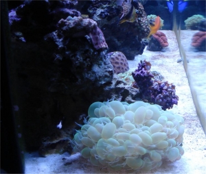 My bubble coral