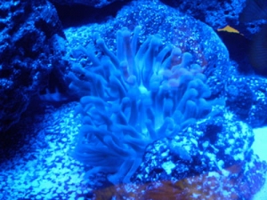 ANENOME11