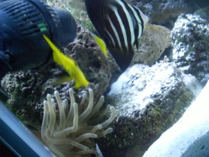 FISH12