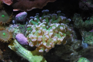 Frogspawn_1