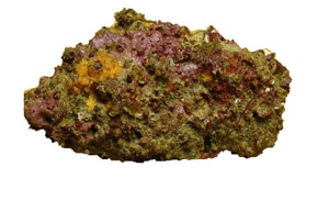 Dense Live Rock