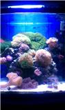 saltwater_1