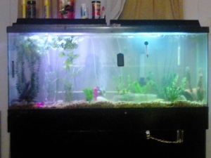 my 75 gallon tank green terror cichlids