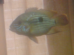 2011-07-18_18_01_04