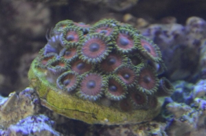 Zoanthid