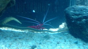 my new aquarium stuff