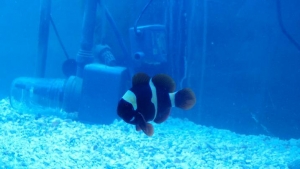 my new aquarium stuff