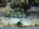 crab2