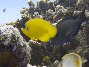 Lemonpeel_Angelfish_at_Obyan