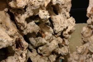 Pukani Rock Close-Up