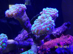 Hammer corals