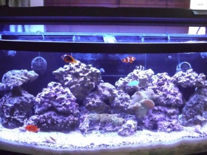 FTS