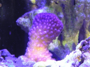 Pocillopora eydouxi