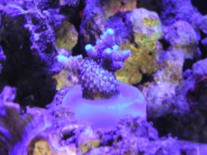 Blue Milli