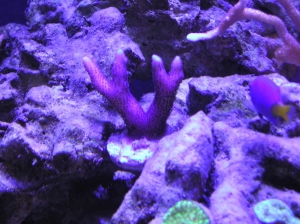 Pink Birds Nest