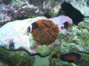 DSCF1152