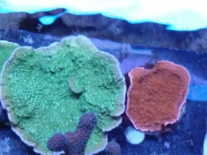 P1000232