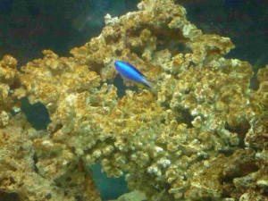 "Blue"