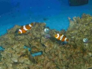 "Nemo & Marlon"