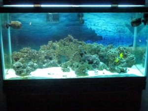 My tank