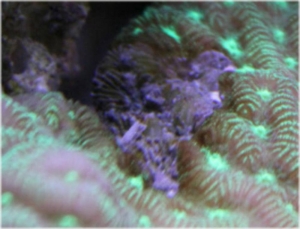 aquarium016-1