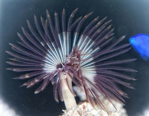 tubeworm