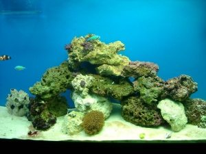 1st Salt water tank