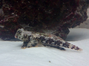 my scooter dragonet